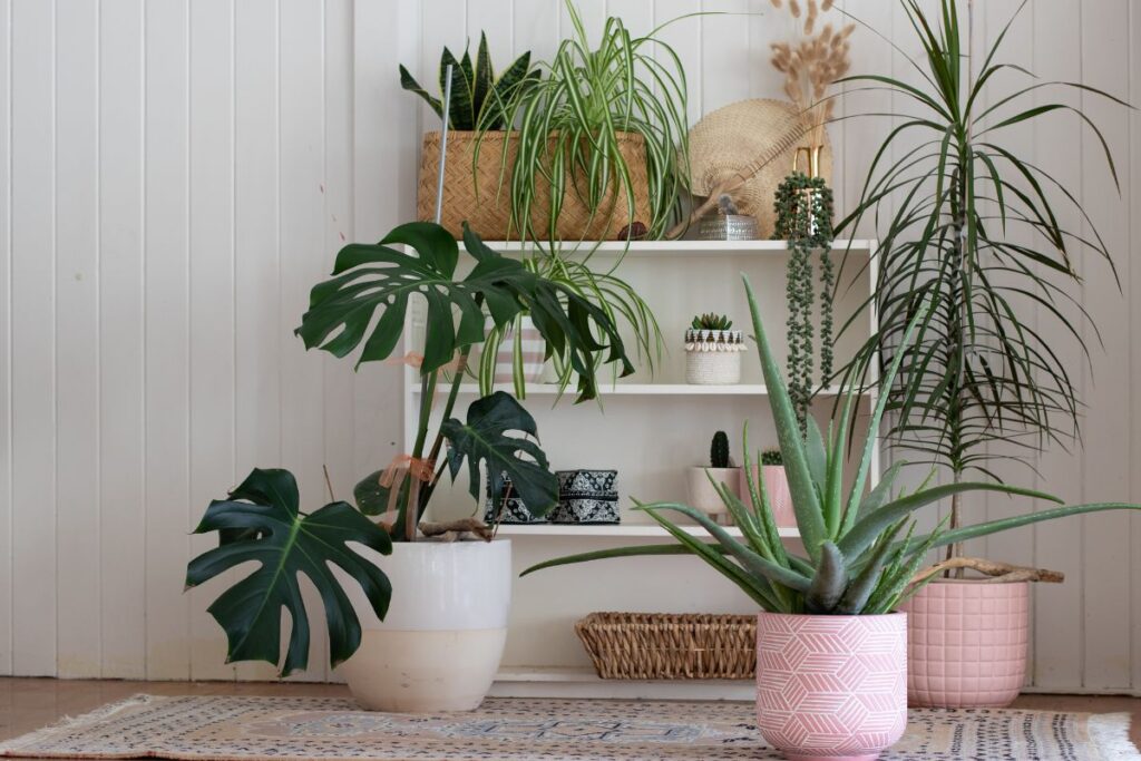 controlar humedad con plantas