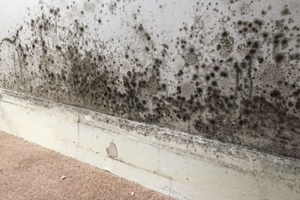moho en pared por humedad